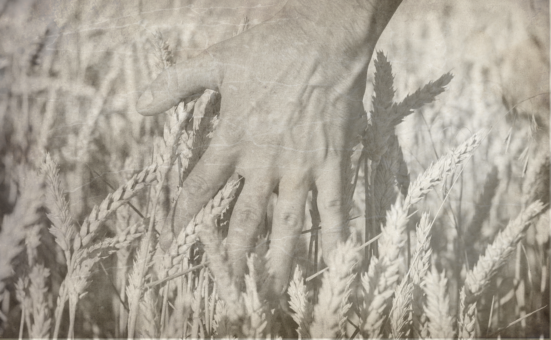 Hand running through wheat field.